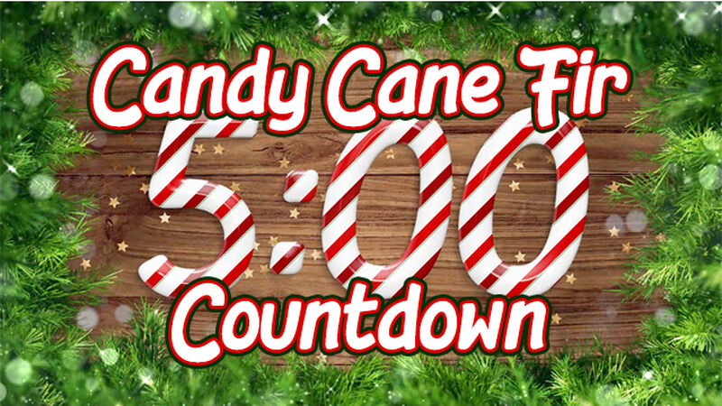 Candy Cane Fir Countdown